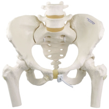 女性骨盤モデル，可動型・大腿骨付