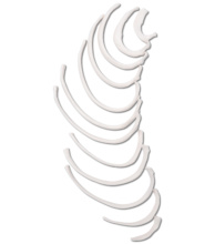 肋骨モデル (片側12本)