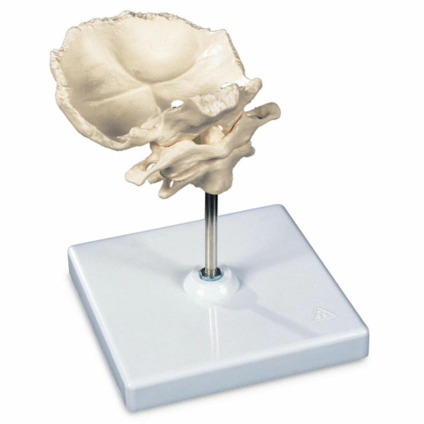 環椎と軸椎モデル，後頭骨・スタンド付