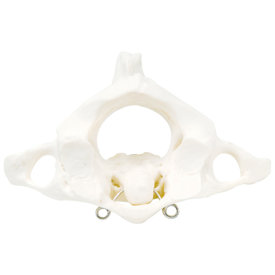 環椎と軸椎モデル | 日本スリービー・サイエンティフィック