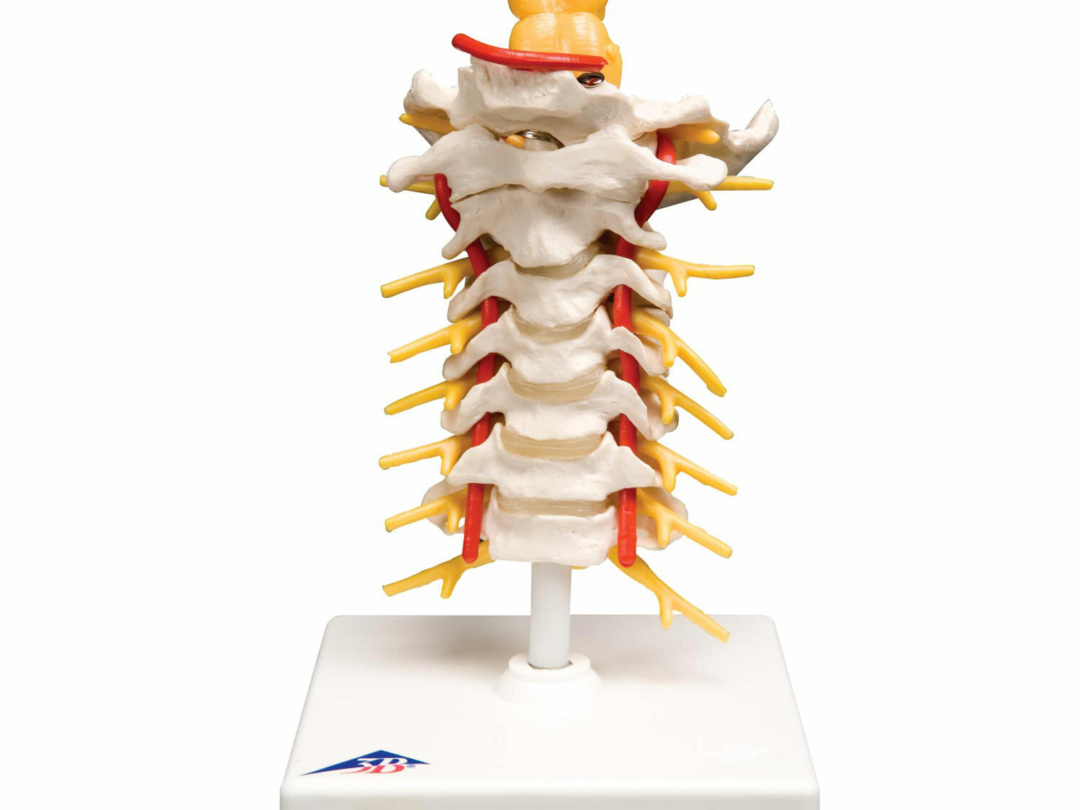 頚椎モデル