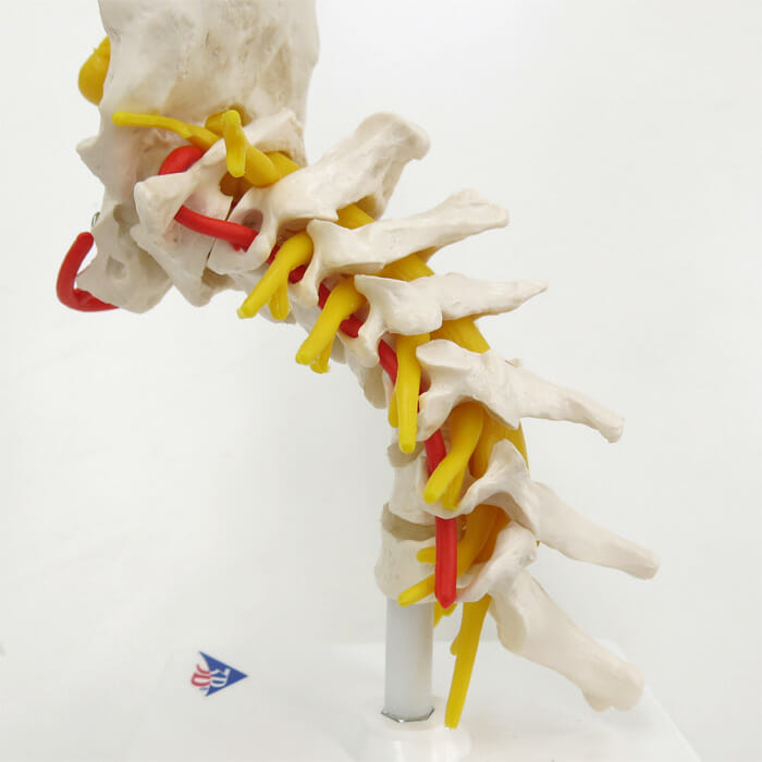 頚椎モデル