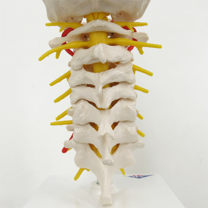 頚椎モデル | 日本スリービー・サイエンティフィック
