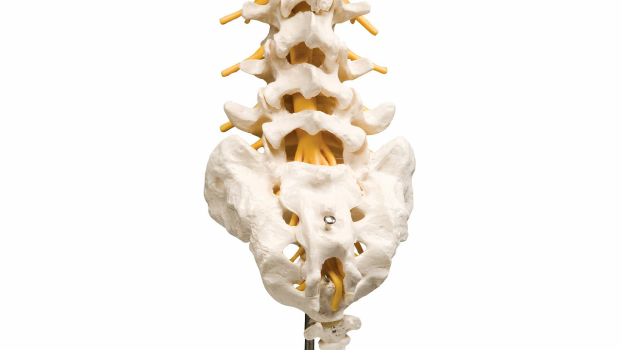 脊椎模型 3B Scientific GmbH カイロプ！整体！鍼灸！スポーツ！ 脊椎模型 3B Scientific GmbH カイロプ！整体！鍼灸！スポーツ！