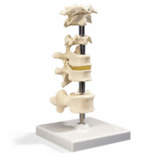 6個の脊椎モデル