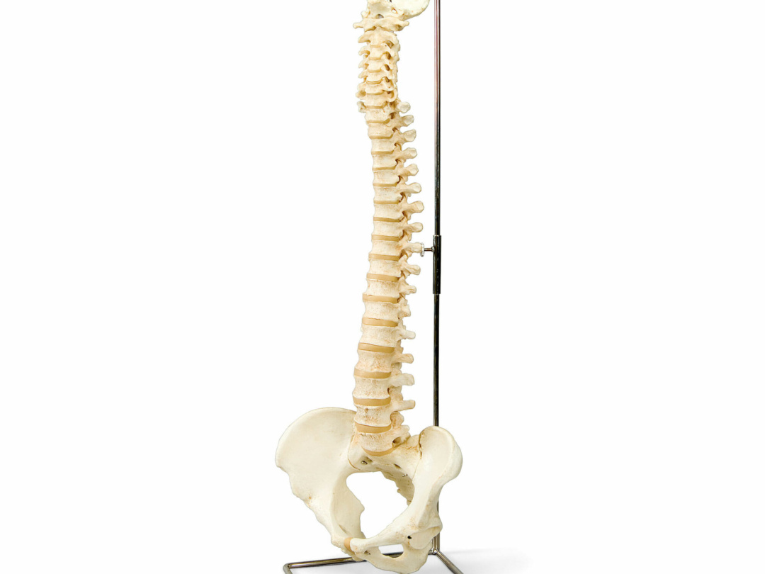 模型Human Model 脊柱可動型骨格モデル 高さ186cm(スタンド含む 模型Human Model 脊柱可動型骨格モデル 高さ186cm(スタンド含む
