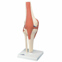 膝関節，機能デラックスモデル
