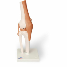 膝関節，機能モデル
