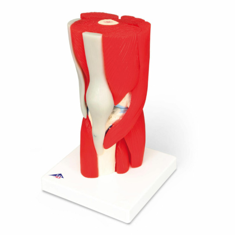 膝関節，筋付12分解モデル