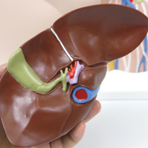 肝臓の背面：胆嚢