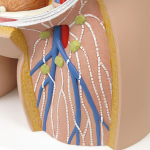 大腿動脈・静脈，リンパ節など