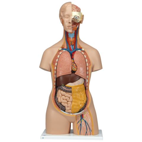 人体模型3B トルソー，18分解モデル，無性，背側開放型-