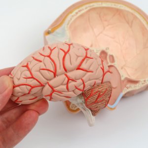 左脳は取り外せます