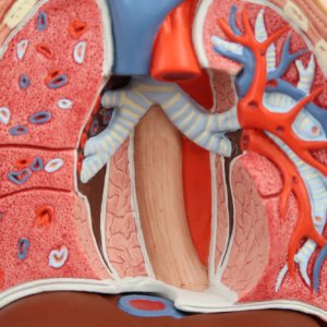 肺・心臓を取り外した状態