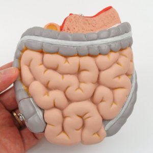 膵臓・大腸・小腸