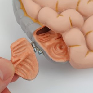 盲腸部の内部を観察できます