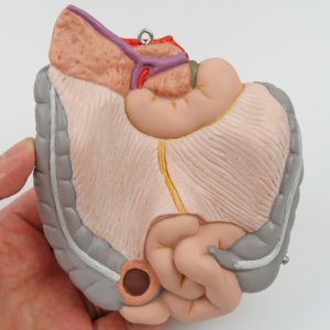 虫垂・十二指腸など