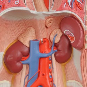 副腎・腎臓・脾臓など