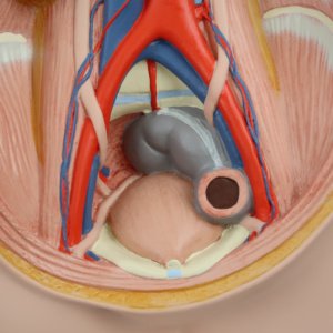 直腸・膀胱など