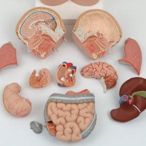 すべて分解した状態