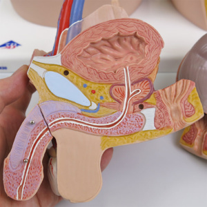 男性生殖器：断面