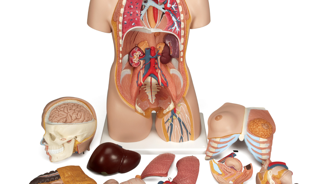 内蔵模型 Amazon.co.jp: 脳や鼻腔・口腔も観察できる人体解剖模型，内臓は