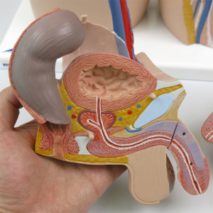 男性生殖器：断面