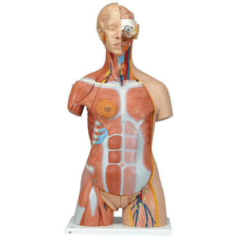 筋肉トルソー，31分解モデル，両性，背側開放型
