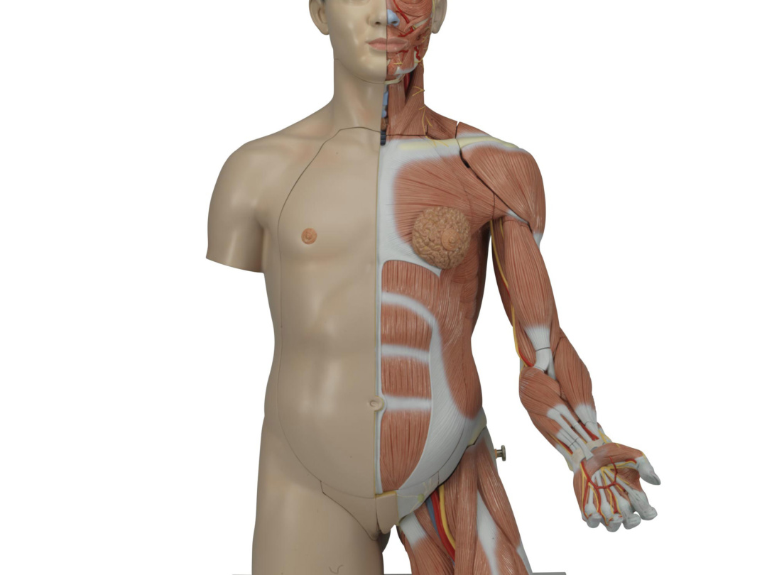 上肢付筋肉トルソー，33分解モデル，両性，アジア系 | 日本スリービー