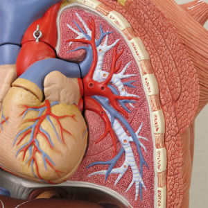 左肺：気管支・肺動脈・肺静脈