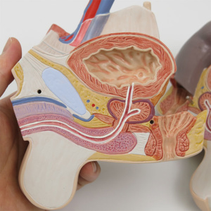 男性生殖器：断面