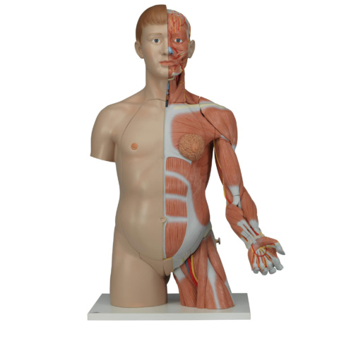 上肢付筋肉トルソー，33分解モデル，両性，ライトスキン