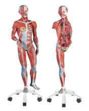 筋肉解剖，45分解モデル，両性