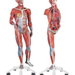 筋肉解剖，45分解モデル，両性