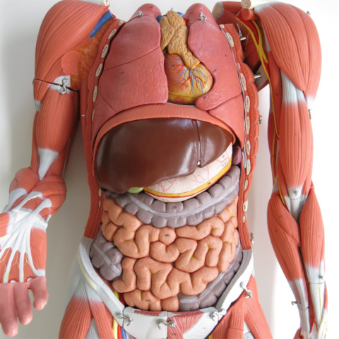 筋肉解剖，45分解モデル，両性 | 日本スリービー・サイエンティフィック