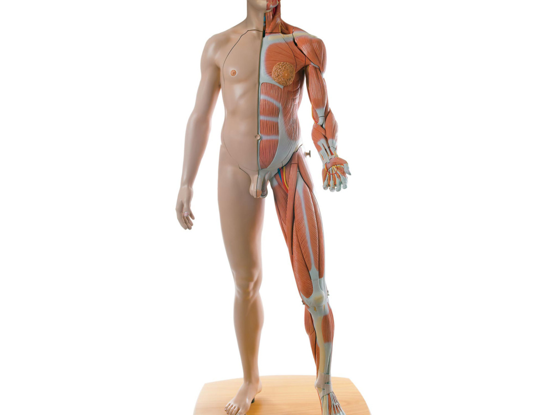 筋肉解剖等身大両性型39分解モデル アジア仕様 日本スリービー サイエンティフィック