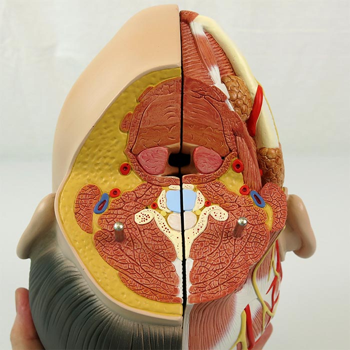 筋肉解剖等身大両性型39分解モデル，アジア系 | 日本スリービー・サイエンティフィック