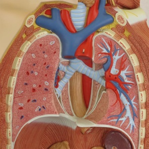 肺・心臓：パーツを取外した状態