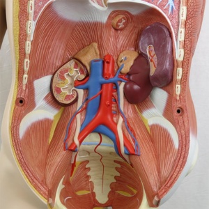 肝臓・胃・腸：パーツを取外した状態