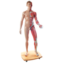 筋肉解剖等身大両性型39分解モデル，ヨーロッパ仕様