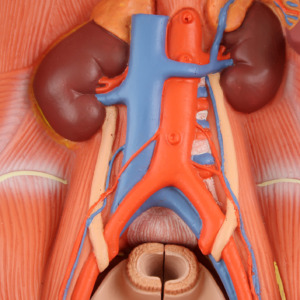 腎臓，腹大動脈や下大静脈など
