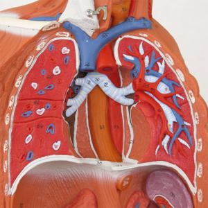 肺の断面や気管支など