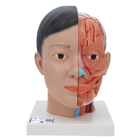 頭部，頚部付4分解モデル，アジア系