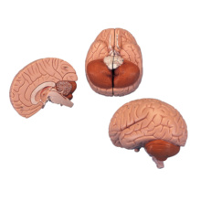 脳模型・神経模型｜人体模型｜3B Scientific