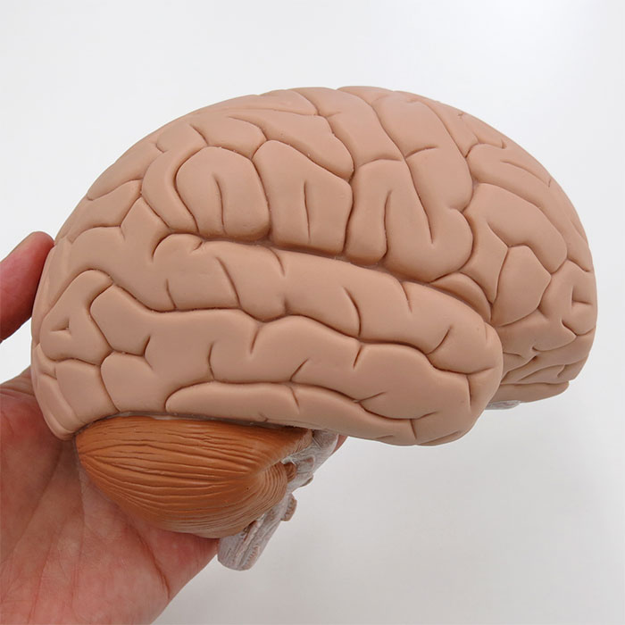 脳幹3B　Scientific社製　脳4分解　色分けモデル