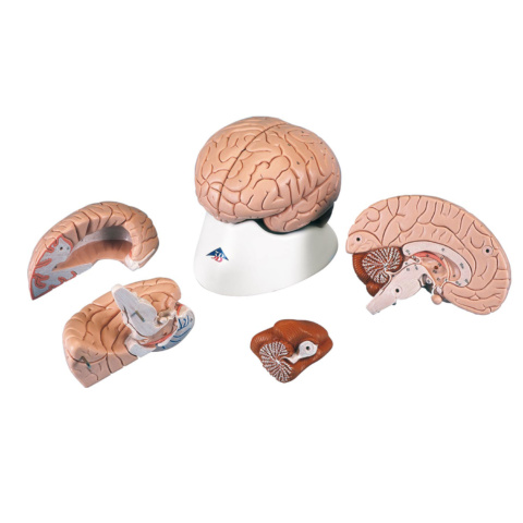 脳，4分解モデル，標準型