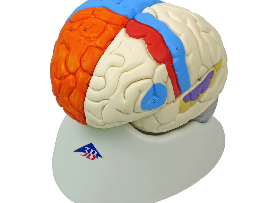 脳幹3B　Scientific社製　脳4分解　色分けモデル