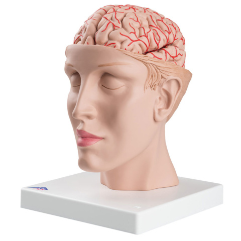 頭部，9分解モデル，動脈，頭蓋底付