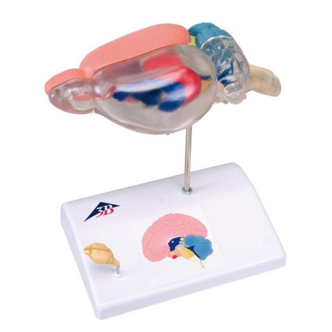 ラットの脳比較解剖モデル