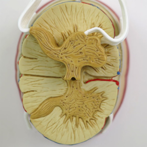 脊髄の断面